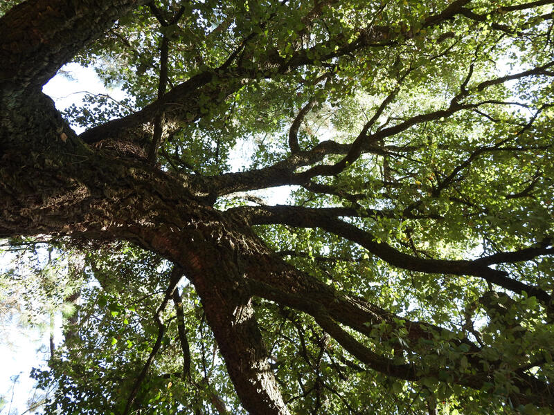 Visite de la forêt dans tous ses états