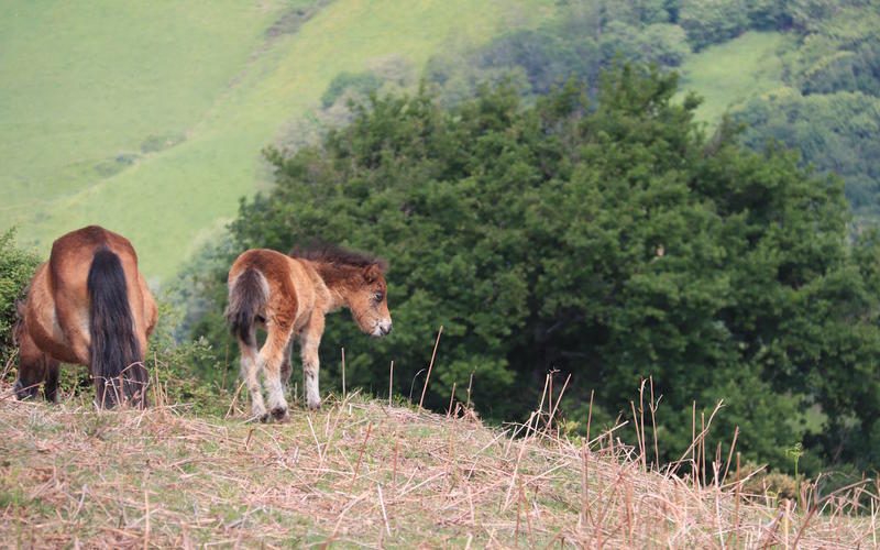 Randonnée accompagnée : le pottok, cheval basque