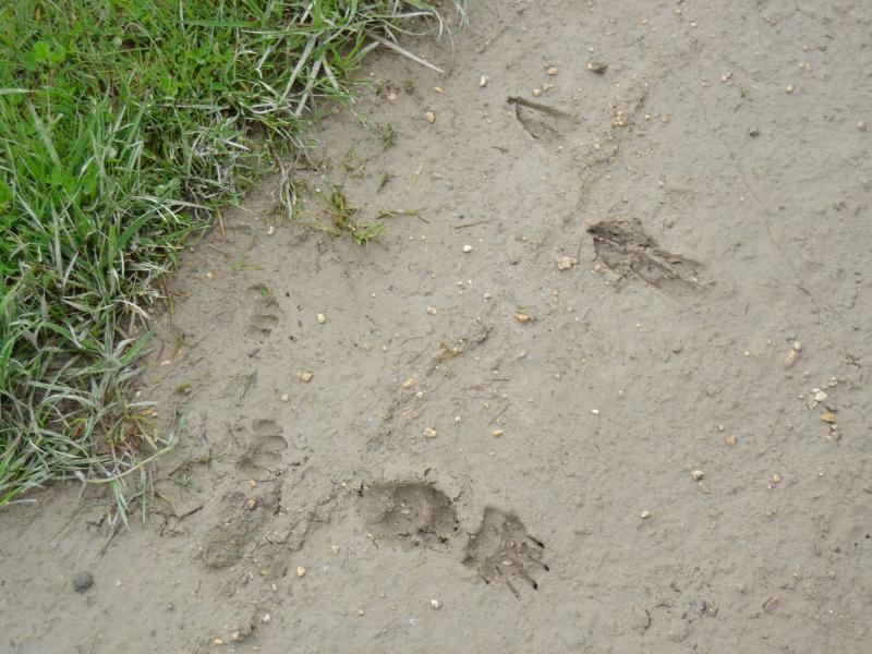 Sur les traces des Animaux à Terres d'Oiseaux