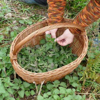 Découverte et dégustation de plantes sauvages comestibles