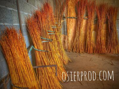 Visite d'une exploitation productrice d'osier &quot;la récolte&quot;