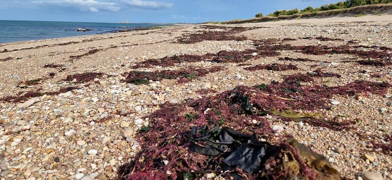 Les laisses de mer et leurs trésors à Donville-les-Bains