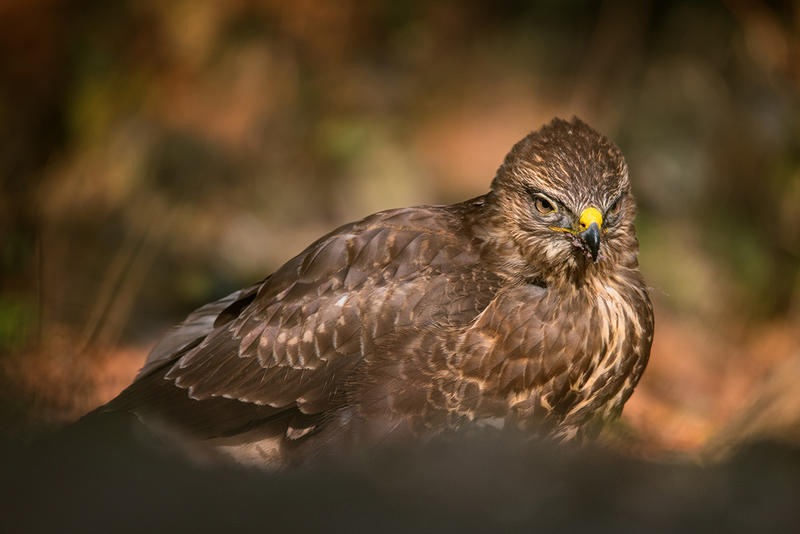 Bois départemental de Maroeuil - les rapaces du bois