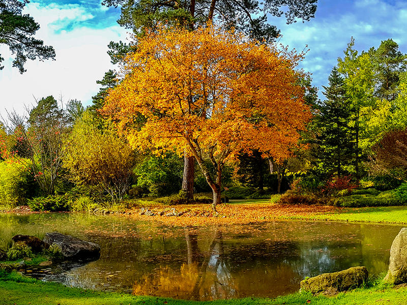 Atelier photos "Portraits d'arbres"