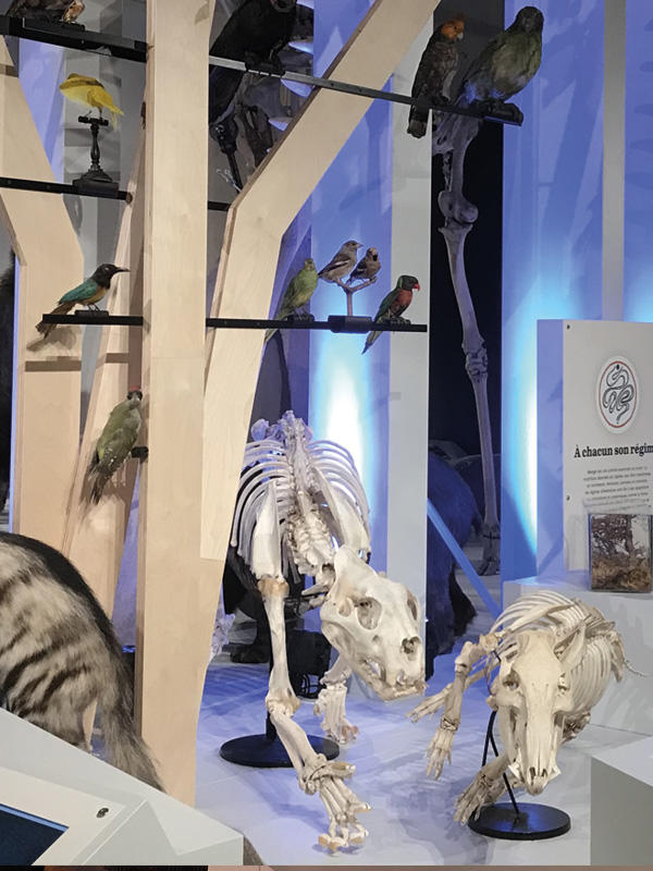 Safaris racontés au Muséum