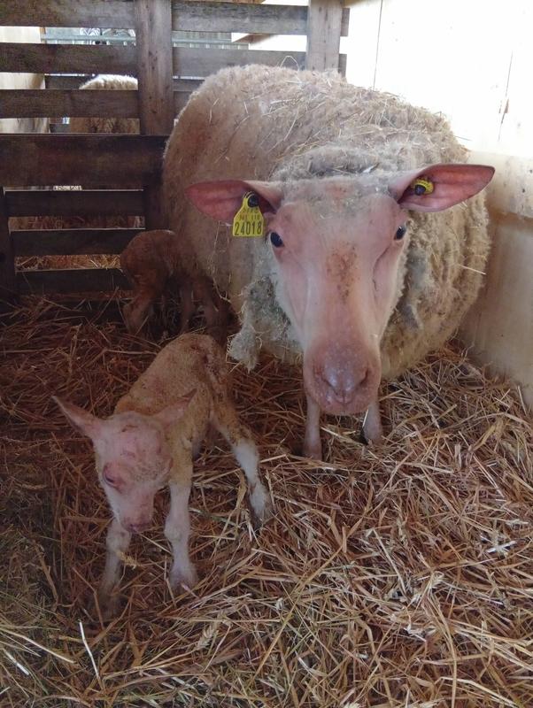 Balade patrimoine et visite gourmande et familiale de la Ferme de Passay