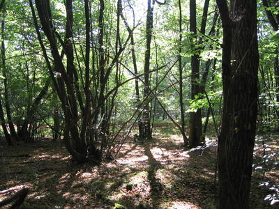 Balade guidée sur l'arbre et ses mystères