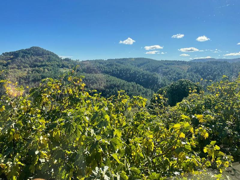 Maison provençale - 220 m² - 9 pièces