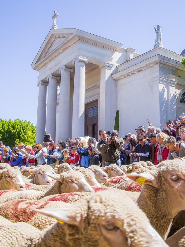 Projection du film la transhumance à Saint-Rémy-de-Provence