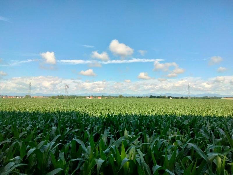 Randonnée pédestre