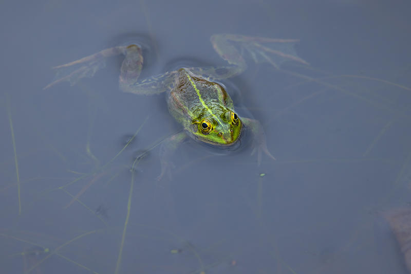 Bois d'Haringzelle - les mares du bois