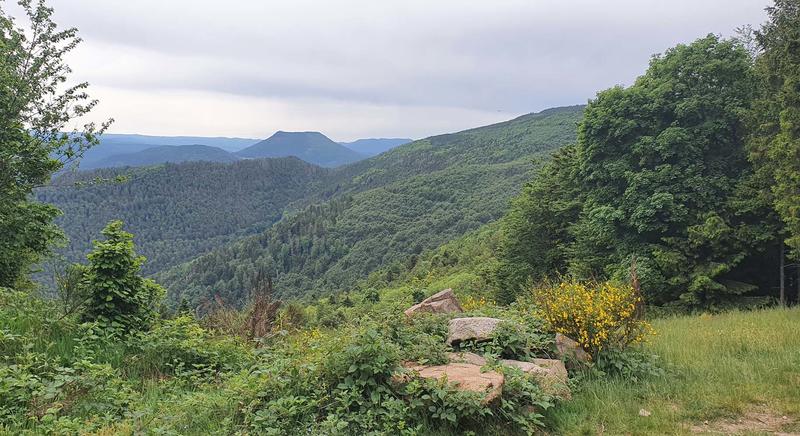 Club Vosgien : la côte de Plaine