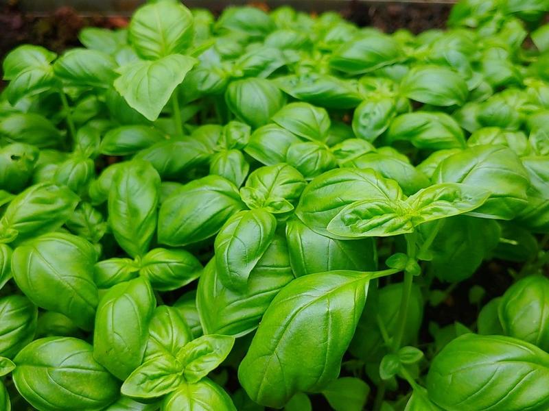 Journée rencontres « Jardins d'Italie »