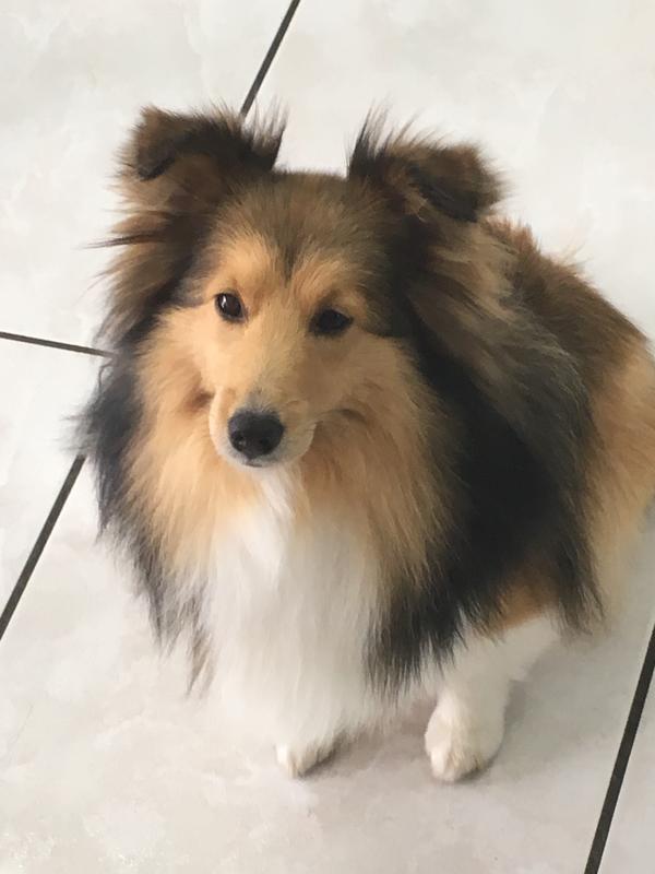 Au petit salon canin