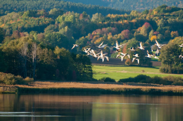 Parlons Nature : oiseaux communs ou menacés du Pnr de Millevaches