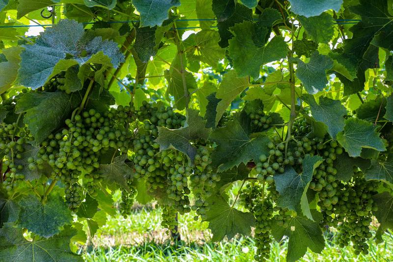 Journée découverte des vignerons du Jurançon