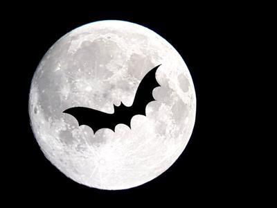 Sortie nature : les chauves-souris du site de Courpain