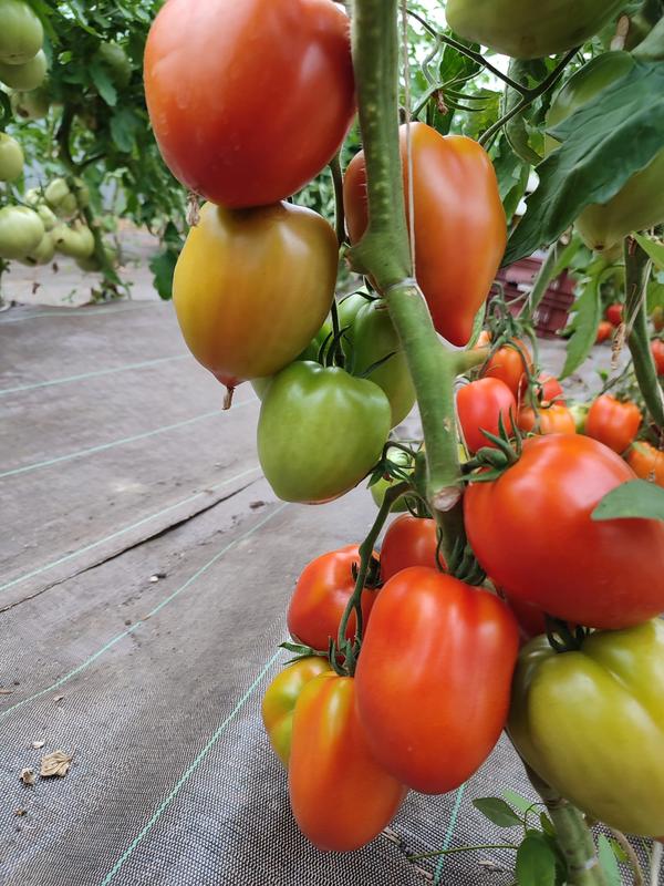 Le Goût des Saisons