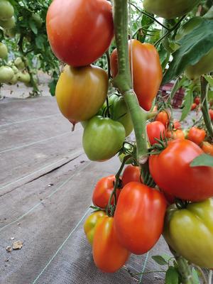 Le Goût des Saisons