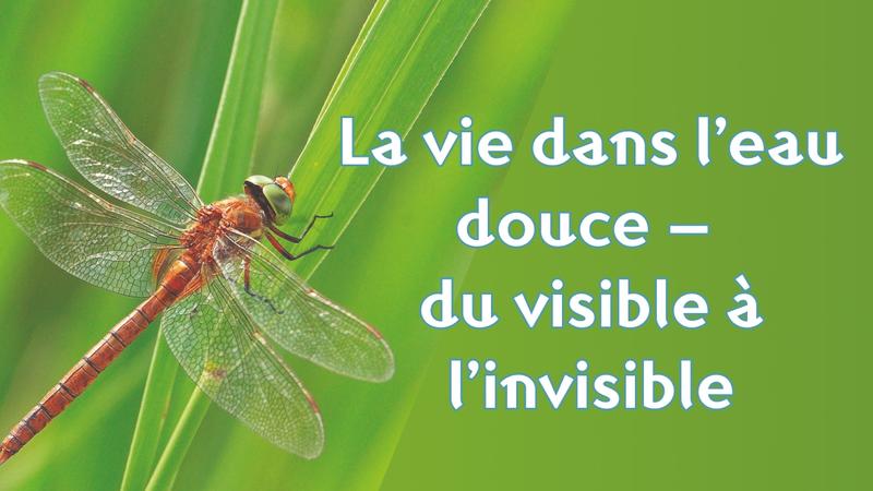 La vie dans l’eau douce – du visible à l’invisible