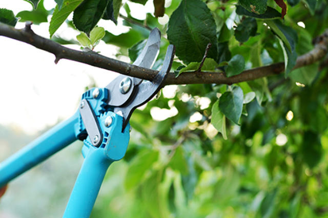 Initiation à la taille des arbres fruitiers en conduite basses tiges et palissés