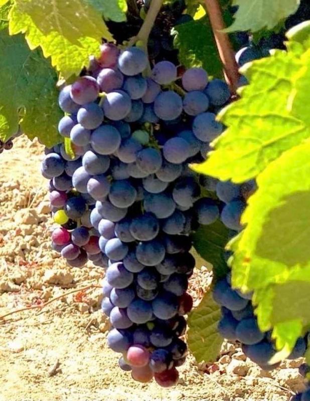 Terrain agricole - 360 000 m²