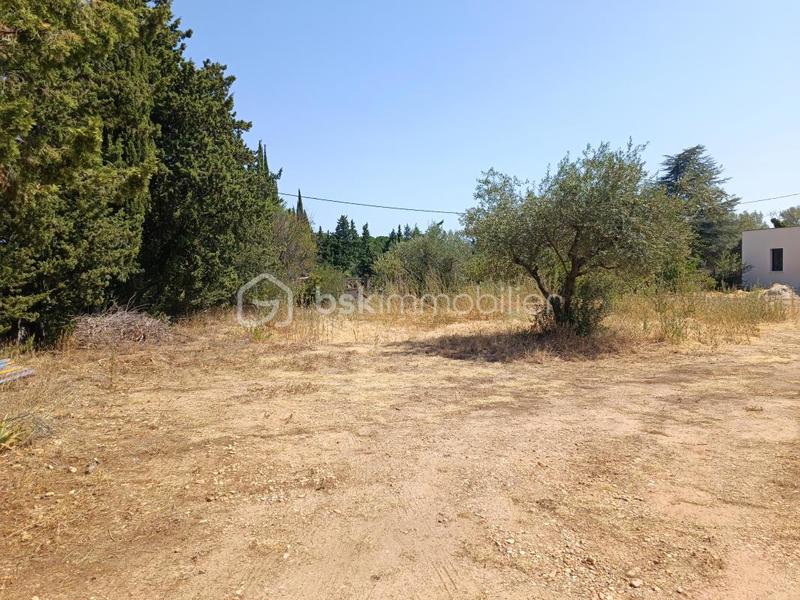 Terrain - 981 m²