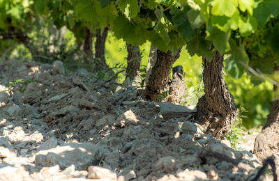 Domaine de Mourchon - Visite et Dégustation