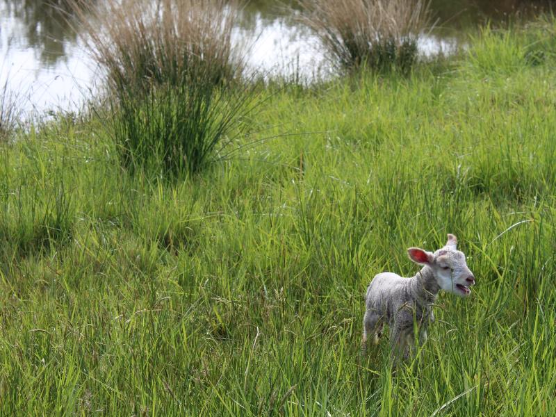 Semaine de la Biodiversité - Balade transhumance et repas à la ferme des prairies de Pallard