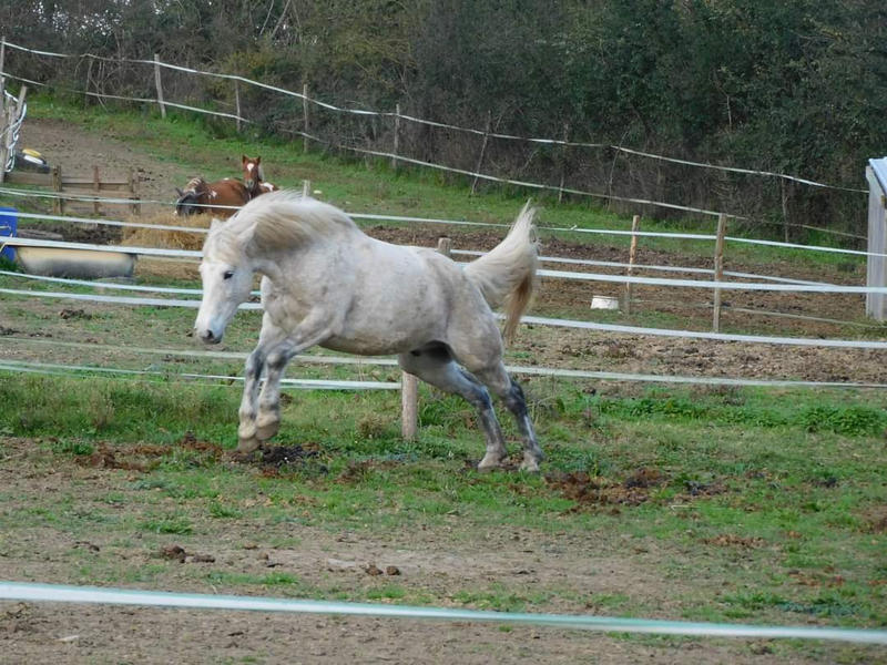 Fonds de commerce - Magasins - 62 459 m²