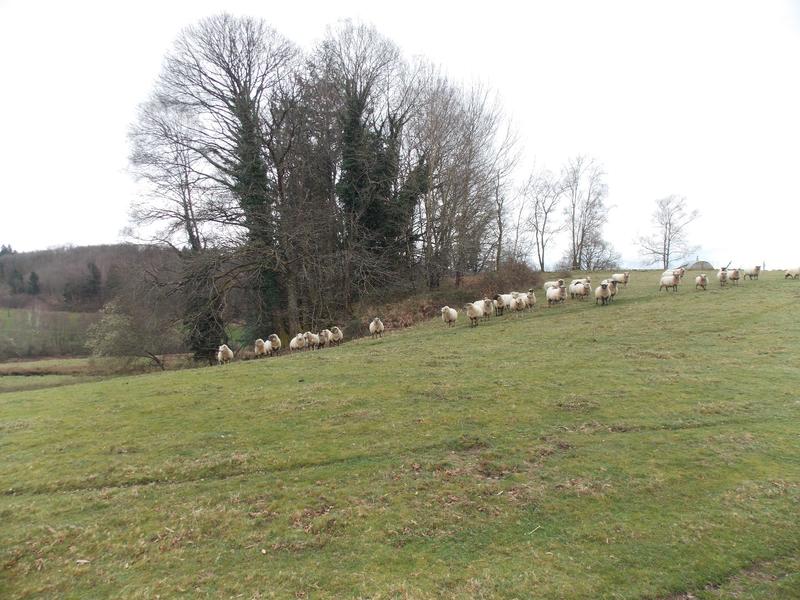 Corps de ferme - 110 m² - 5 pièces