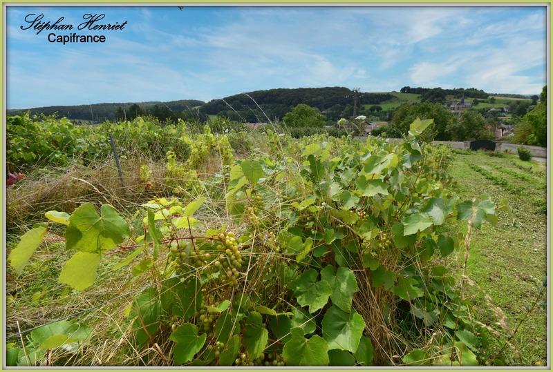 Terrain constructible - 4 770 m²