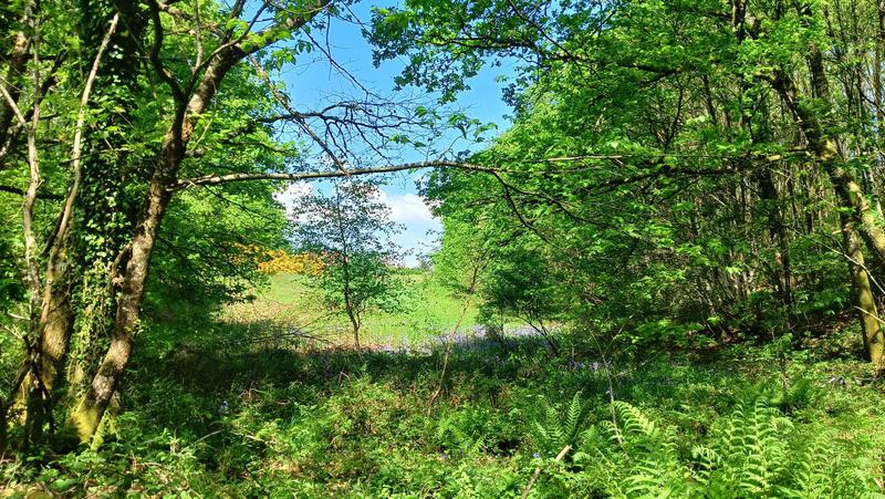 Terrain - 11 608 m²