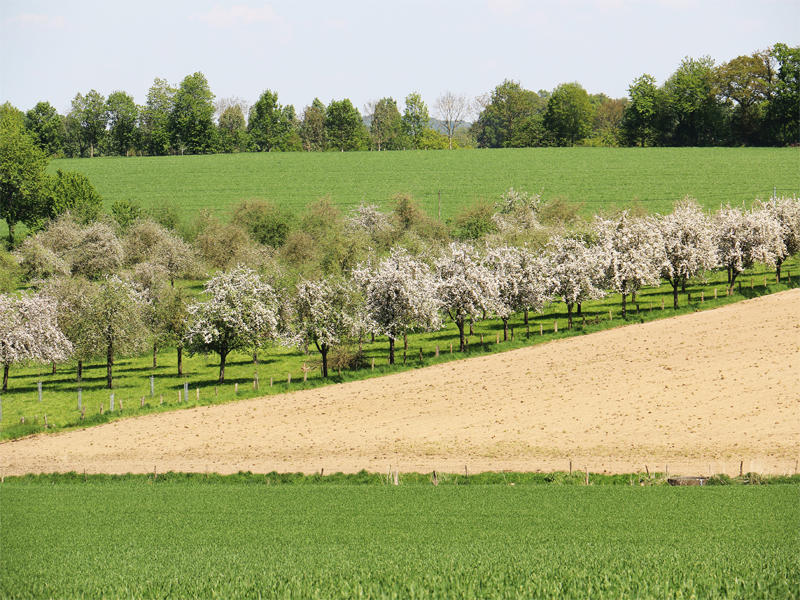 Manoir de Durcet: tous au verger !