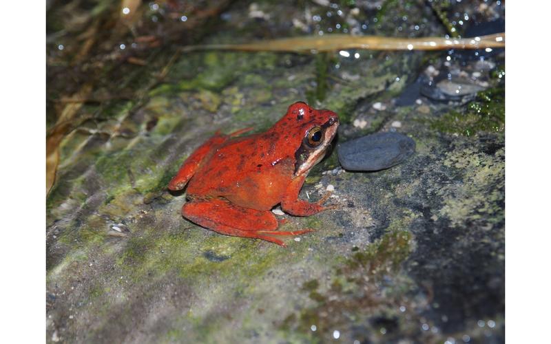 Conférence sur les mythes et légendes autour des amphibiens