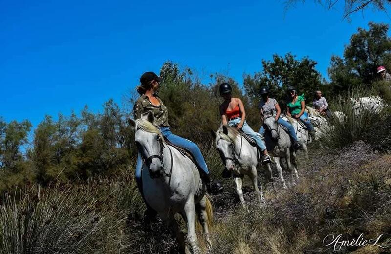 Visite guidée à cheval de la manade Coule