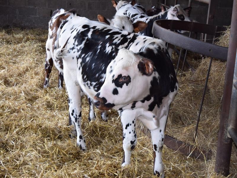 Un après-midi à la ferme
