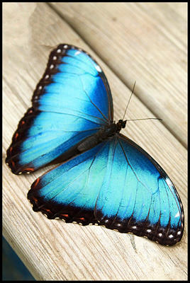 Le Tropique du Papillon