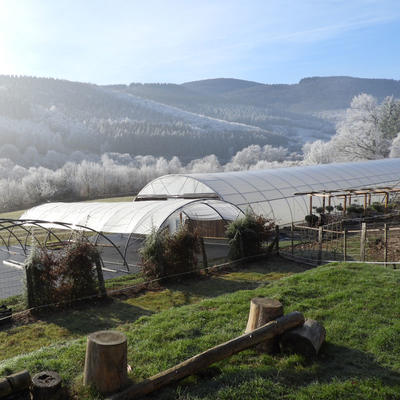 Pépinière du Chardon Bleu