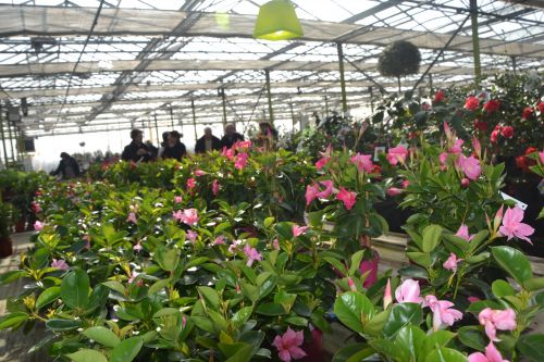 Pepiniere  Tijou-Cailleau