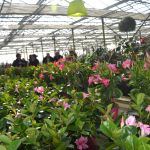 Pepiniere  Tijou-Cailleau