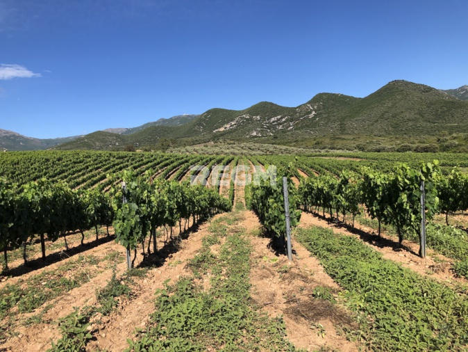 Terrain agricole - 300 000 m²