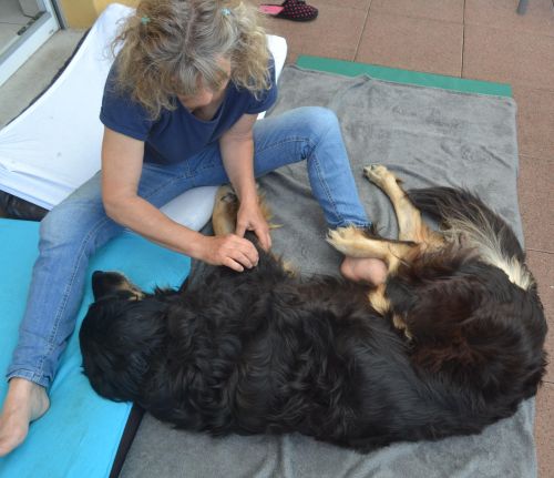 du Temps pour mon Chien