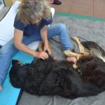 du Temps pour mon Chien