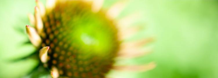 Exposition les "Arbres joie" à la galerie Felgines