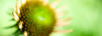 Exposition les "Arbres joie" à la galerie Felgines