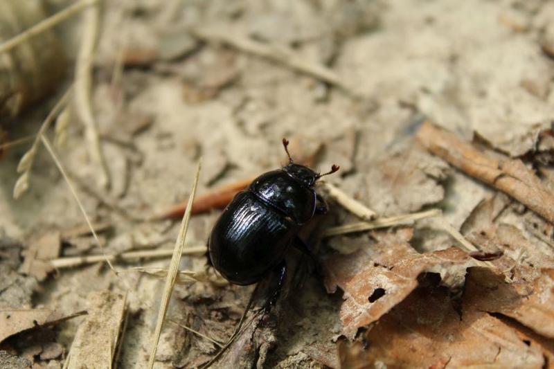 Rendez-vous créatif "Incroyables petites bêtes "