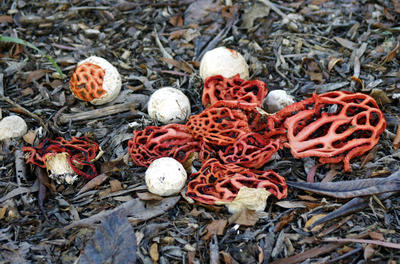 Diaporama gratuit sur la biodiversité des parcs de Mérignac