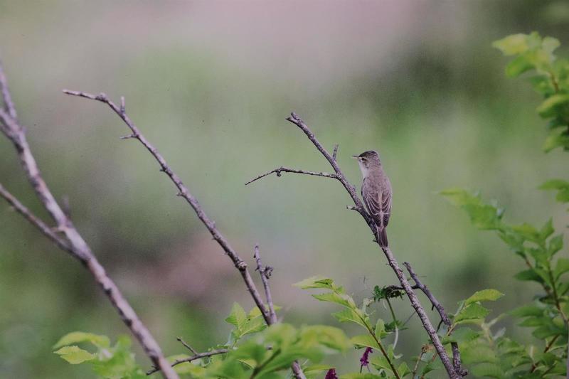 Photographie animalière