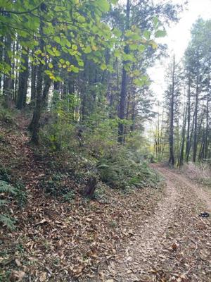 Forêt - 700 m²